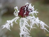 Frost_12_07 004_DxO.jpg